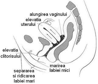 faza de excitatie feminina